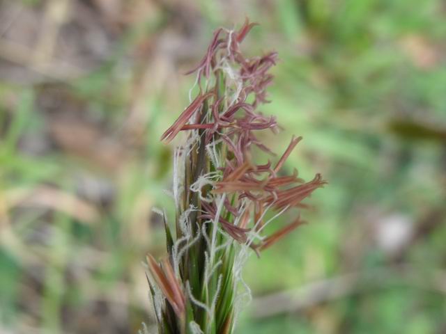 Anthoxanthum odoratum